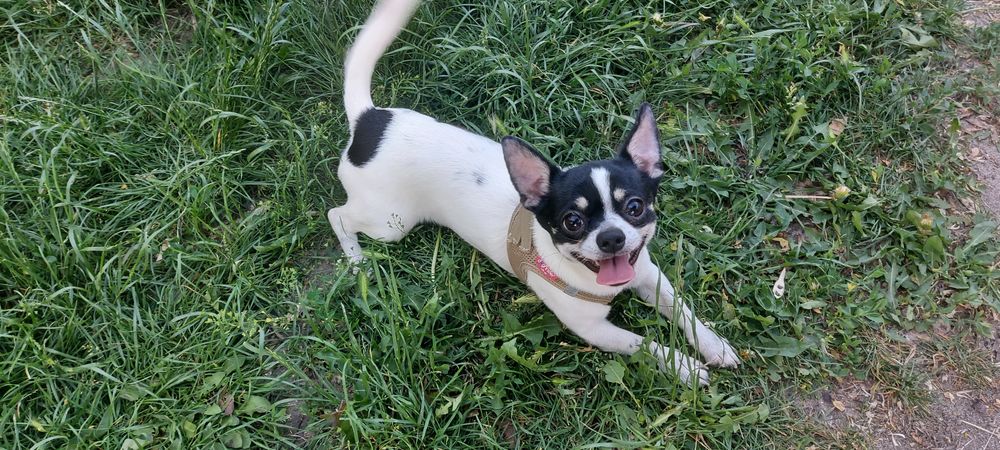 Чіхахуа вязка хлопчик