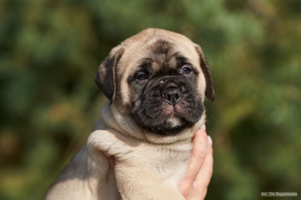 Bullmastiff szczenie