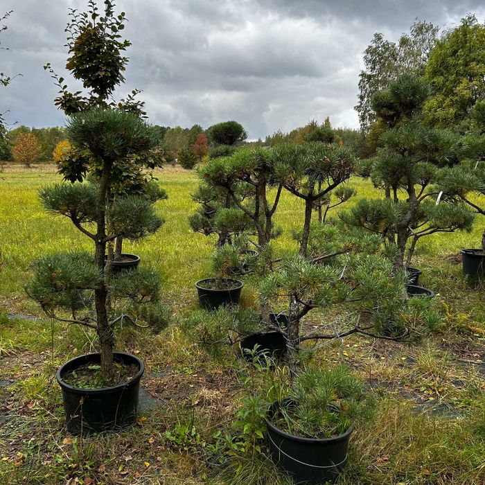 Drzewka Bonsai Niwaki / Sosny – egzemplarze od ogrodnika-pasjonata