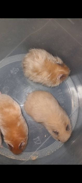 Хомячки атласные персиковые королевские золотые хомячки джунгарские