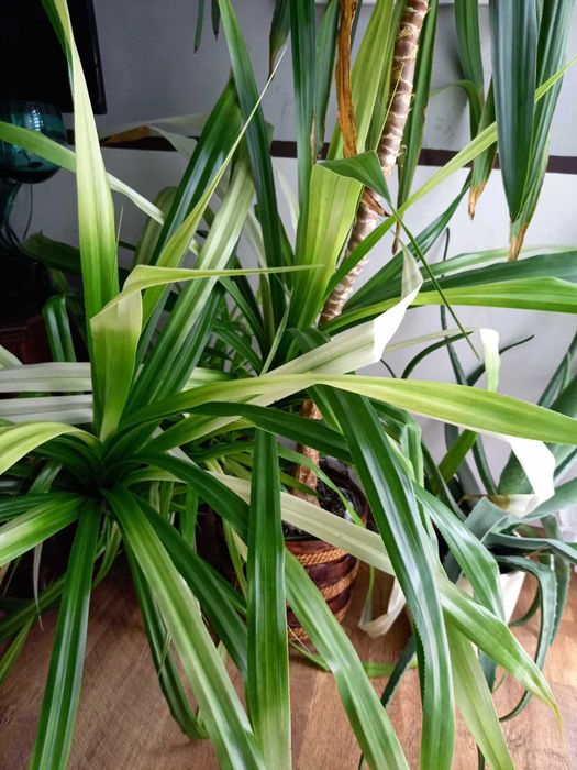 Juka domowa, bardzo duża, juka