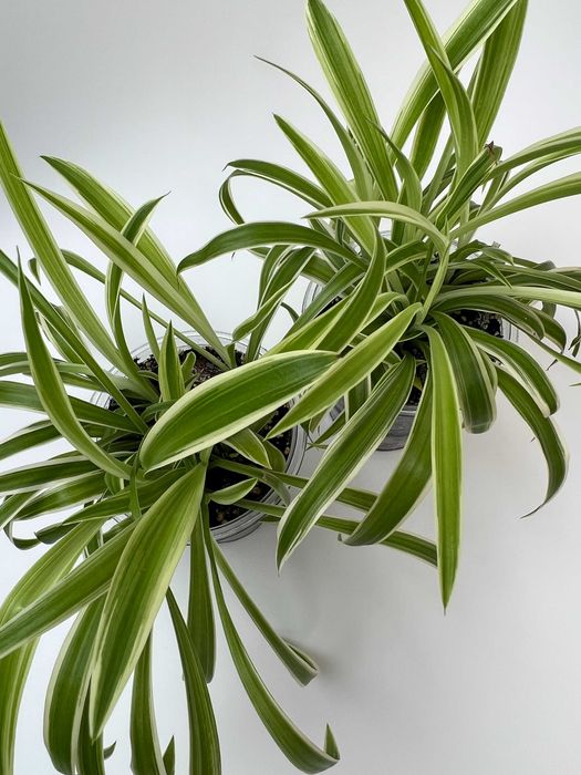 Епіпремнум, Філодендрон, Пілея, Хлорофітум