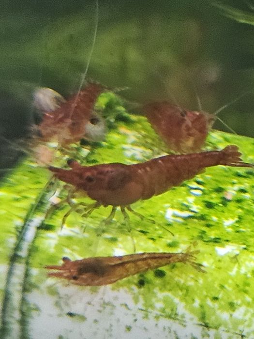 15 camarões juvenis Red Cherry Vermelhos
Entrego na linha de Cascais

Tenho também plantas aquáticas e caracóis.

Qualquer dúvida disponha