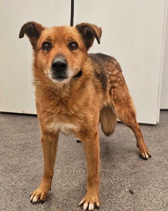 Miedźno znaleziono psa!