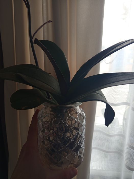 Сортова орхидею на бутонах