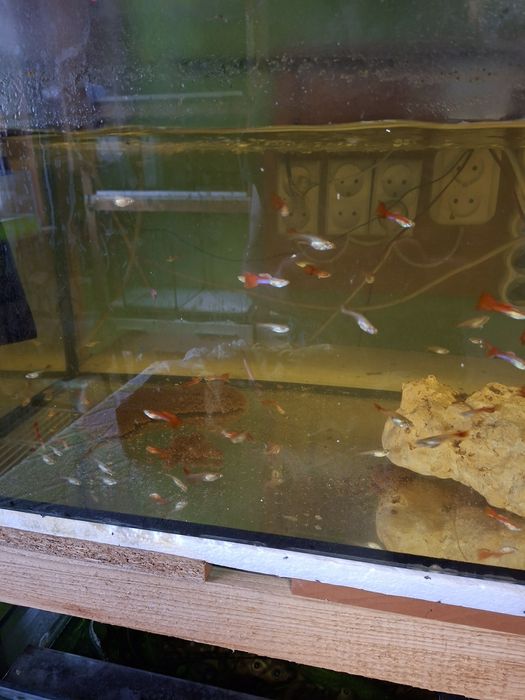 Gupik koi  samce i samce