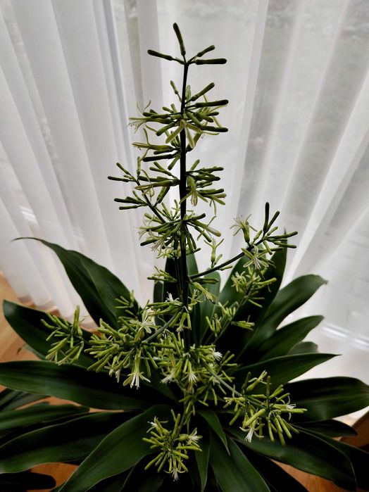 Domowa palma z pachncymi kwiatami - dracena wonna / Dracaena fragrans  Pozna Stare Miasto  OLX.pl