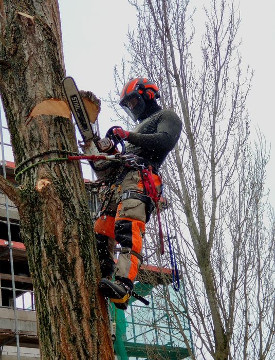 Wycinka i pielęgnacja drzew, montaż wiązań, ornitolog