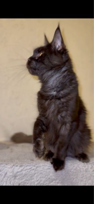 Мейн-кун дівчинка виводиться з розведення