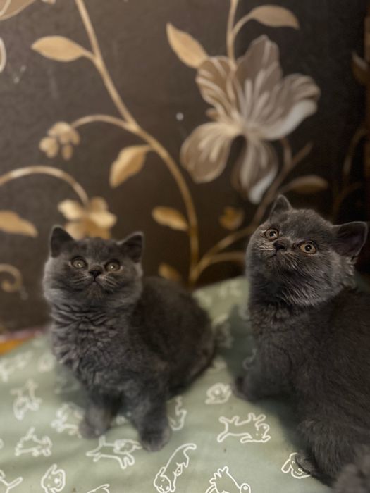 Koty Brytyjskie FPL gotowe na zmianę domu