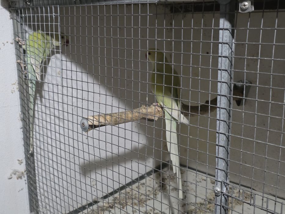 Casais de ringnecks adultos
