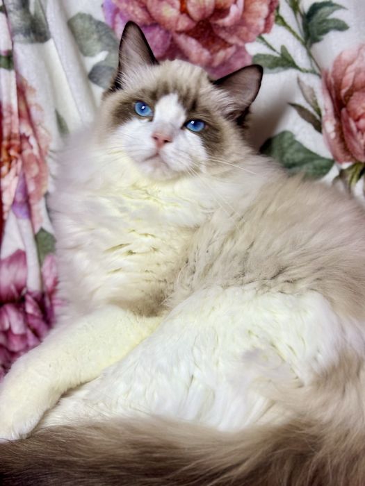 Kocurek Ragdoll  hodowlano - wystawowy