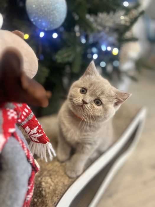 Шотландські кошенята