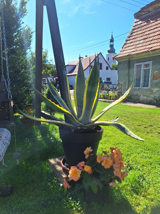 Agawa  pięcioletnia