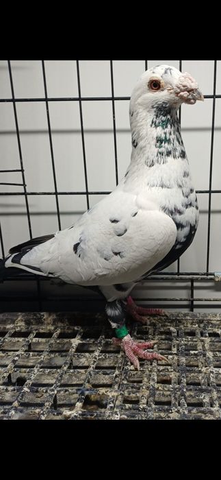 Gołębie Pocztowe tygrysy, mulemansy