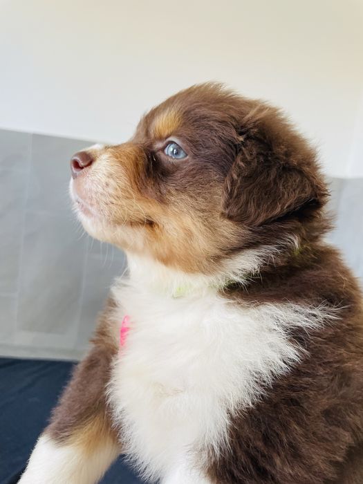 Pastor australiano com LOP