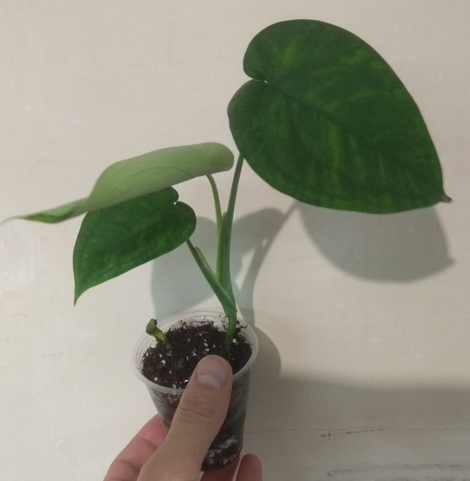 Продам сингоніум Макрофілум, Конфеті