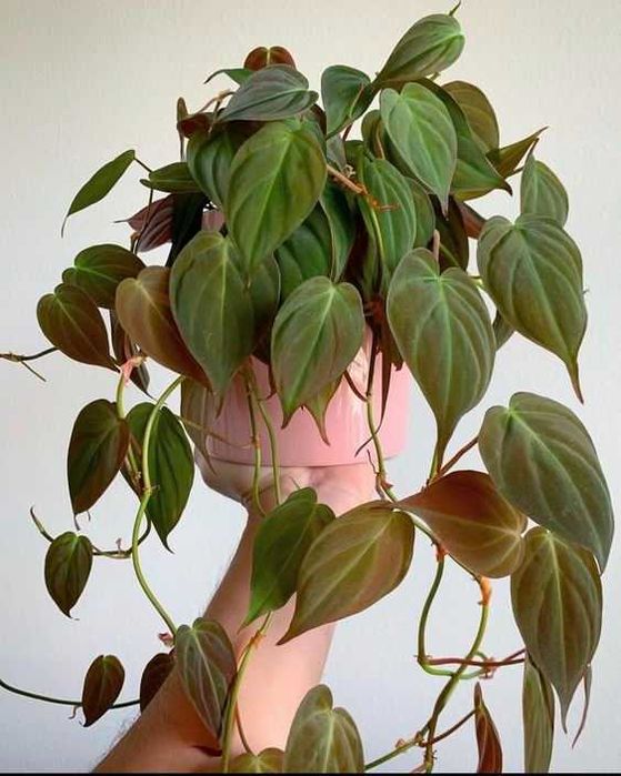Філодендрон Міканс Philodendron Scandens Micans