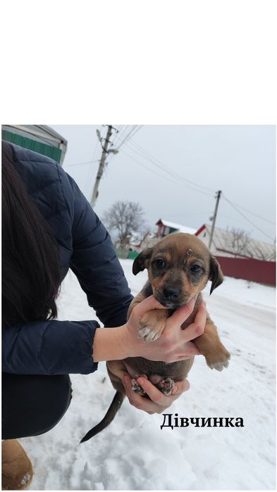 Цуценята шукають дім