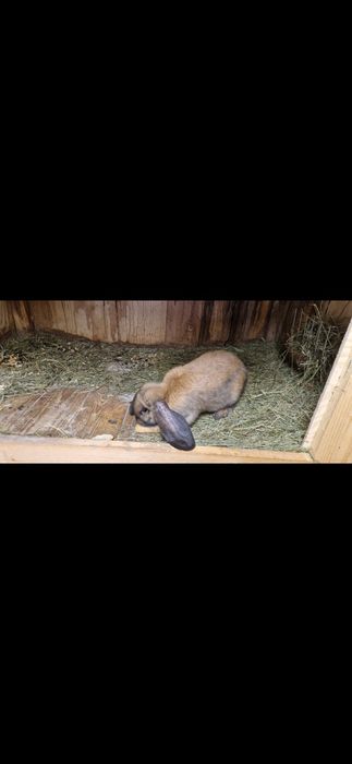 Baran francuski Madagaskar srokacz samiczki