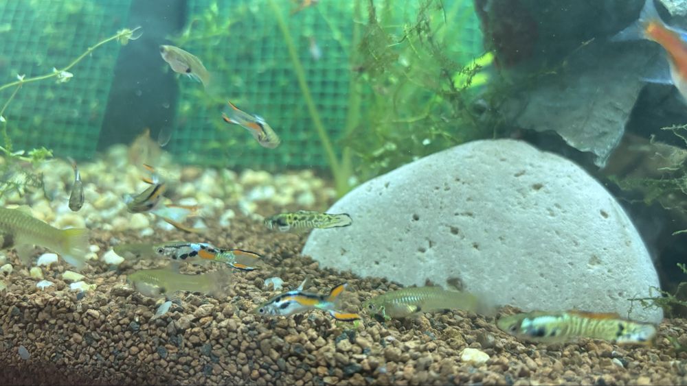 Guppy diversos macho e femea