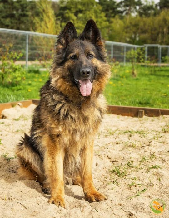 Alek - piękny owczarek niemiecki do adopcji