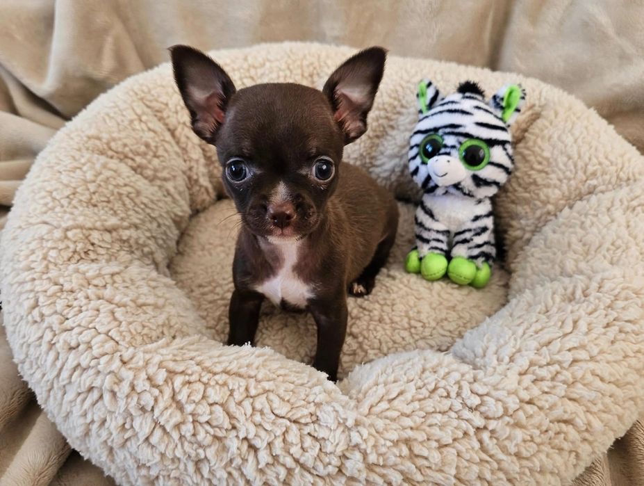 Lindo e meigo Chihuahua