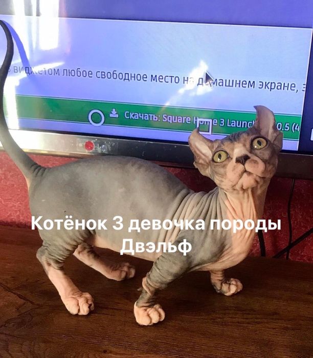 Dwelf девочка беби фейс