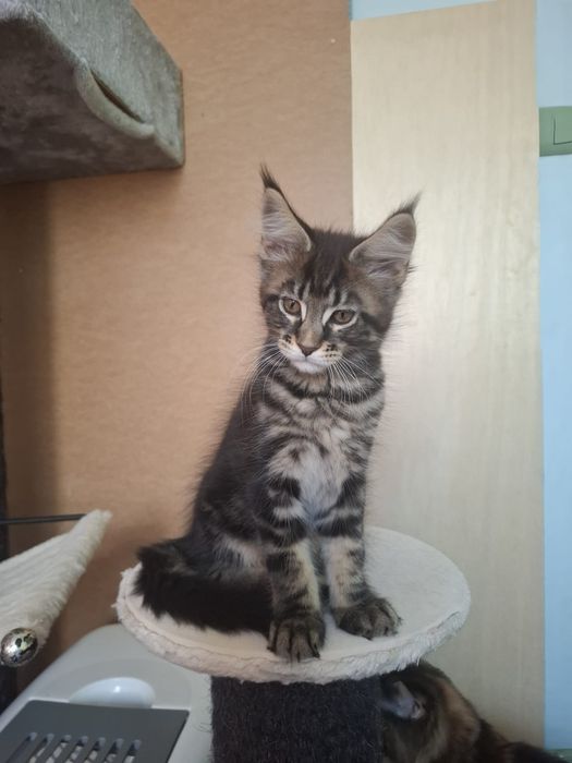 Sprzedam wyjątkowo piękną koteczke Maine Coon