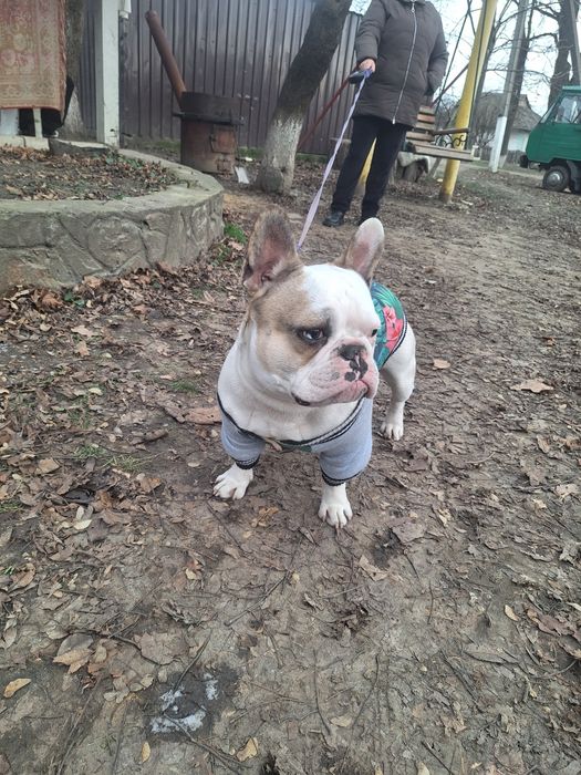 Цуценята французького бульдога