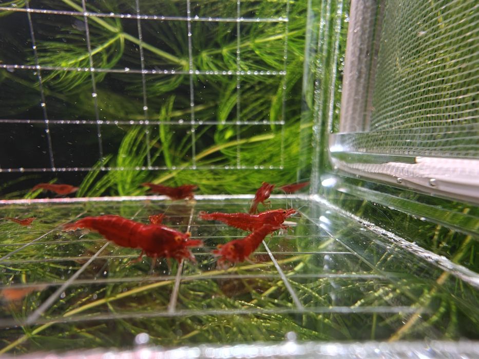 Krewetki Neocaridina Bloody Mary OE