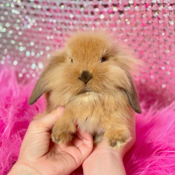 Міні кролики висловухі баранчики тюрингенський карликовий карликовый