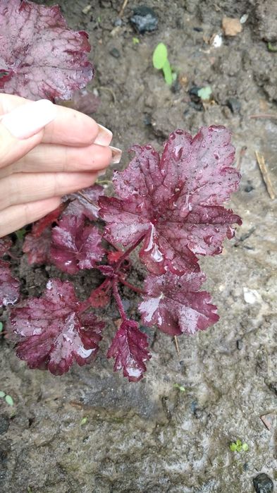 Гейхери .Гейхера