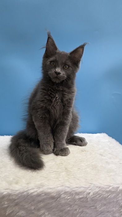 Голубой мальчик мейн кун