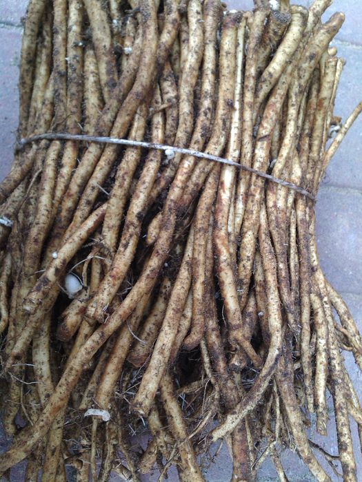 Sadzonka chrzanu - 17zł/kg