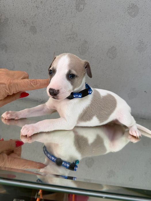 Whippet chłopak niebieski