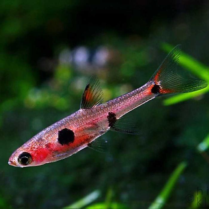 GB Razbora Maculata, Razbora Plamista
