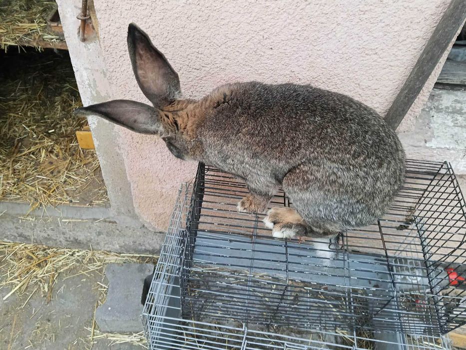 Sprzedam olbrzymy belgijskie