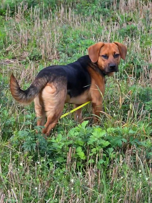 Fajny, młody, wesoły Figo poleca się do adopcji.