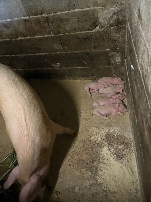 Leitoes bisaro com pietran