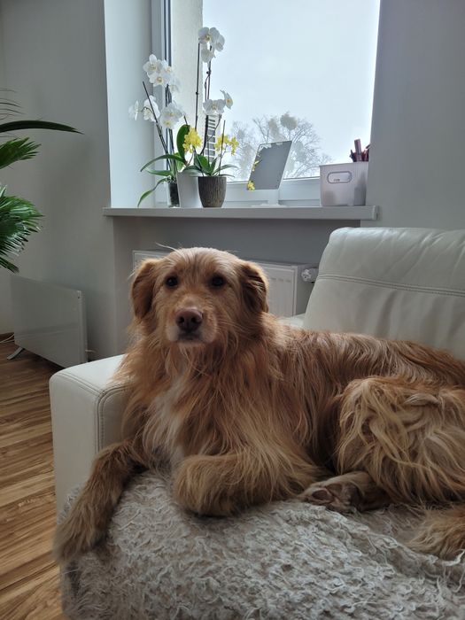 Kudłaty prosi o dom