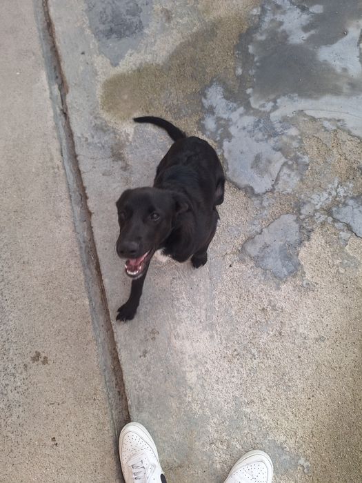 Dou Cão com 5 meses ,para adoção responsavel