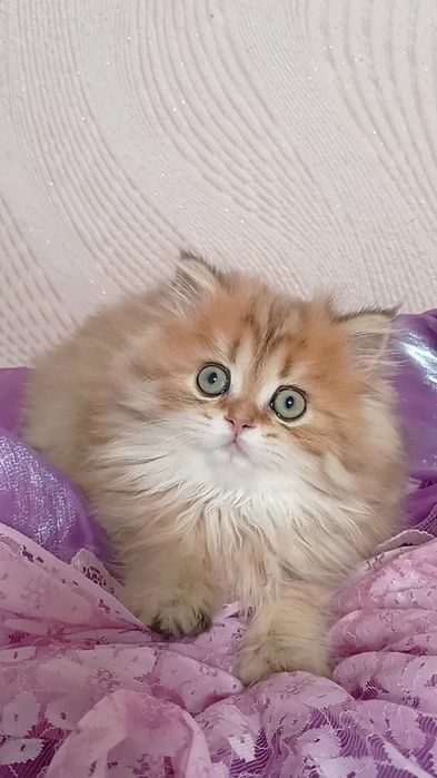 2 месяца котику. Шотландский прямоухий золотая шиншилла Хайленд