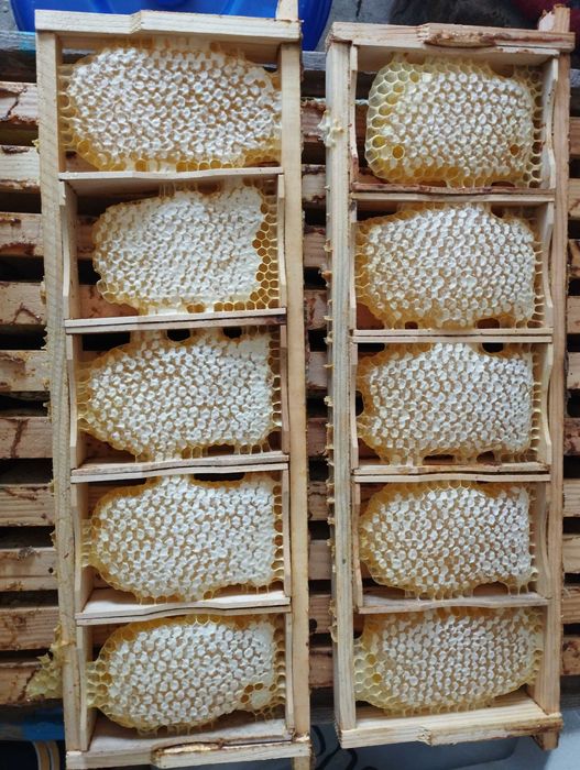 Вулики із сім'ями