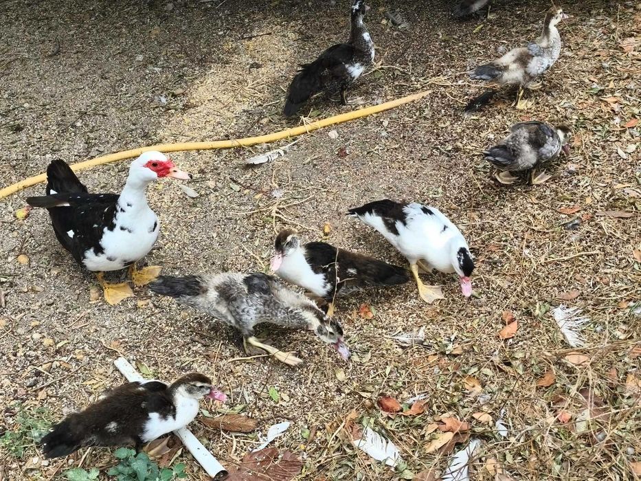 Troco / Vendo ; Patos Mudos (9)