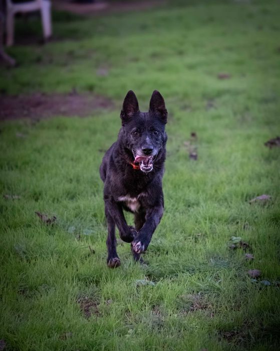 Mickey Para Adoção