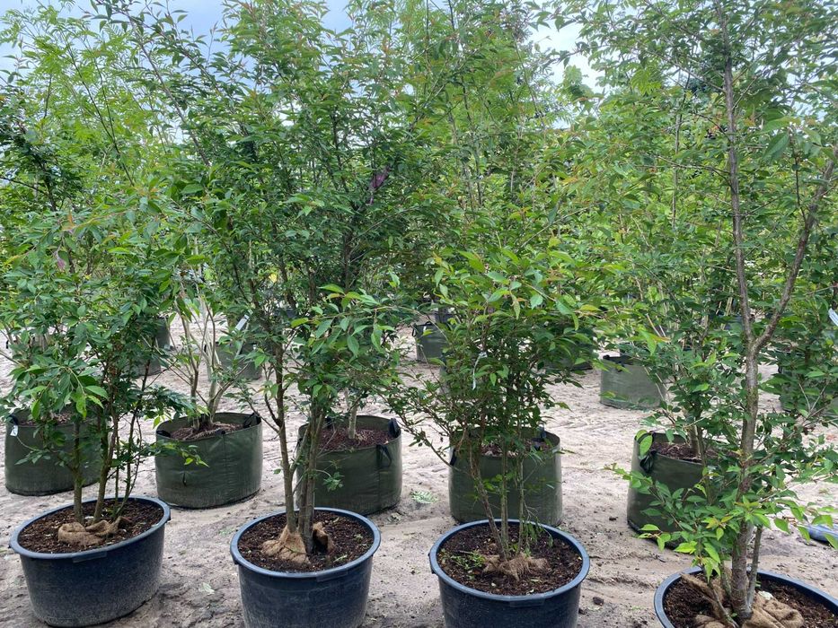 Wiśnia ozdobna The Bride