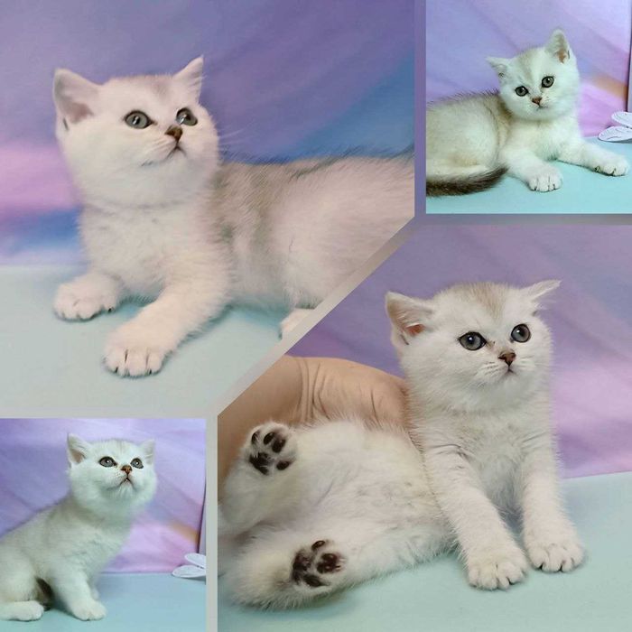 Скотіш страйт( фолд). Котики кошенята. Срібний мрамур