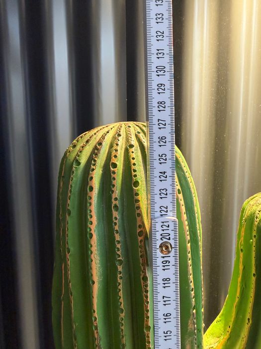 2 magníficos cactos decorativos, preço novo 339 €