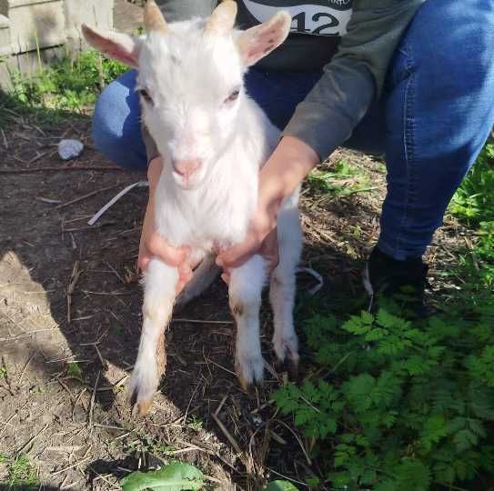 Cabras anãs - Pequeno rebanho
